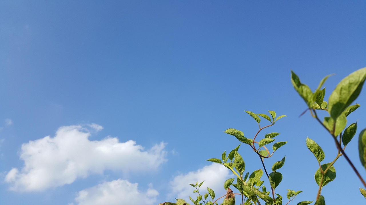 오미자 원액