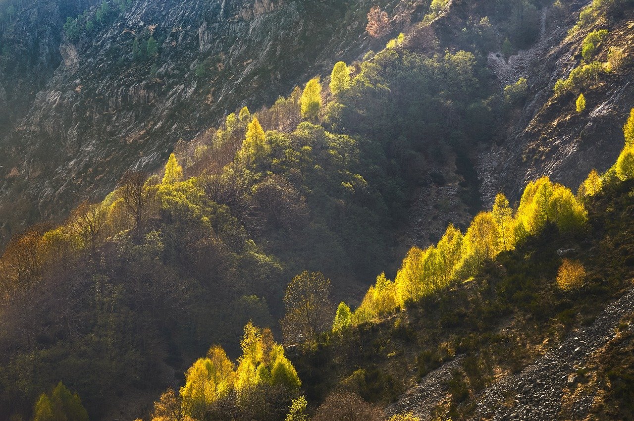 산림기사