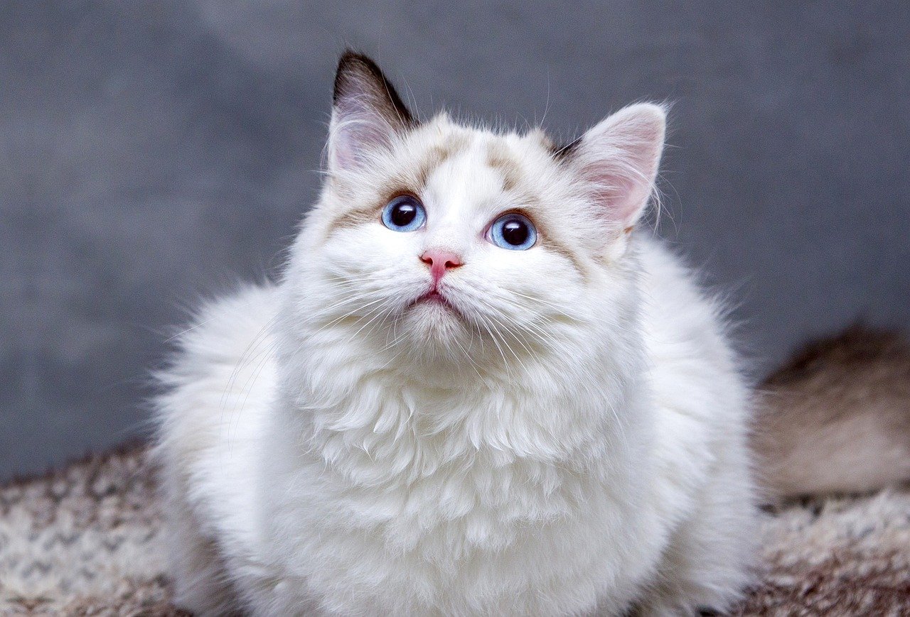 고양이 화장실