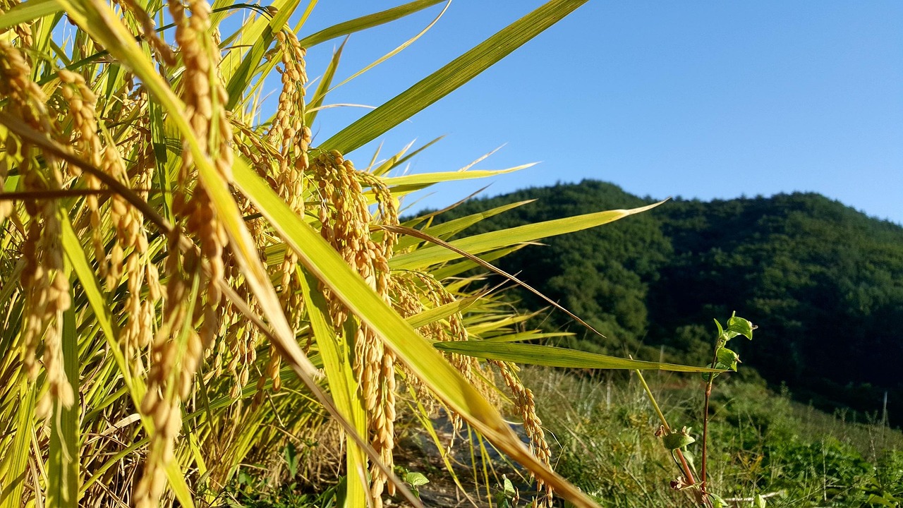 호미인 문경 펜션