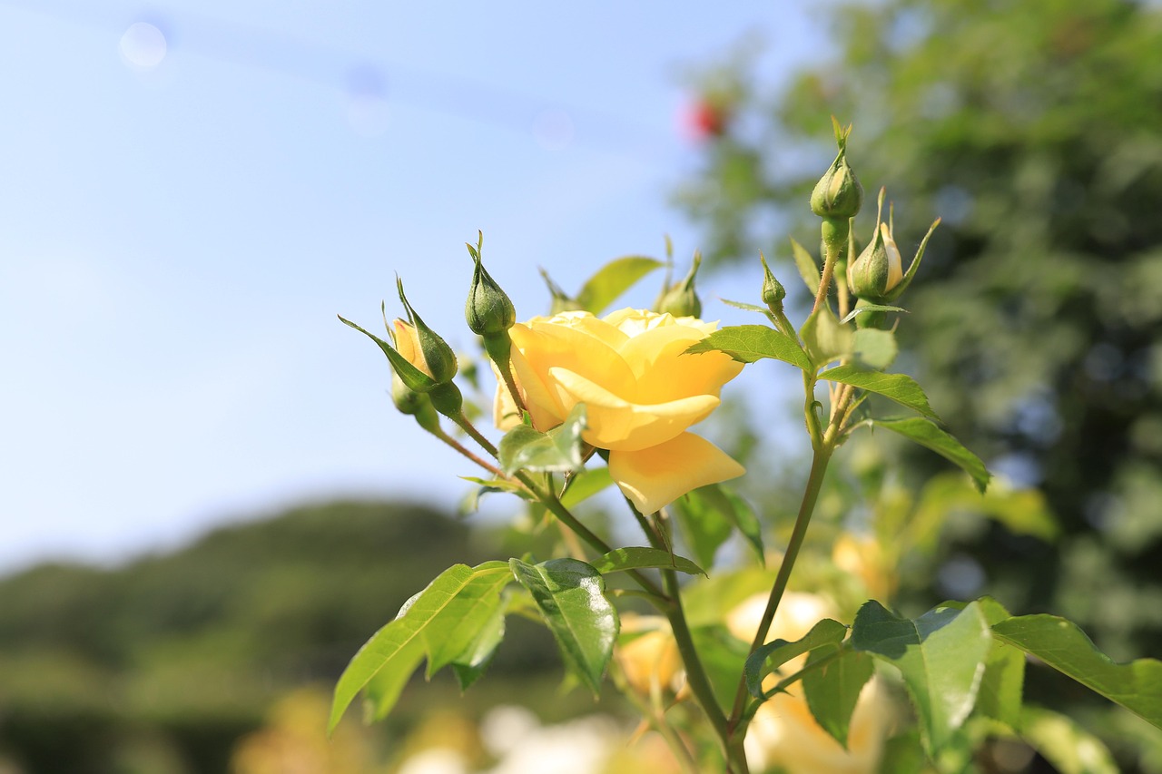 용인 차량등록사업소
